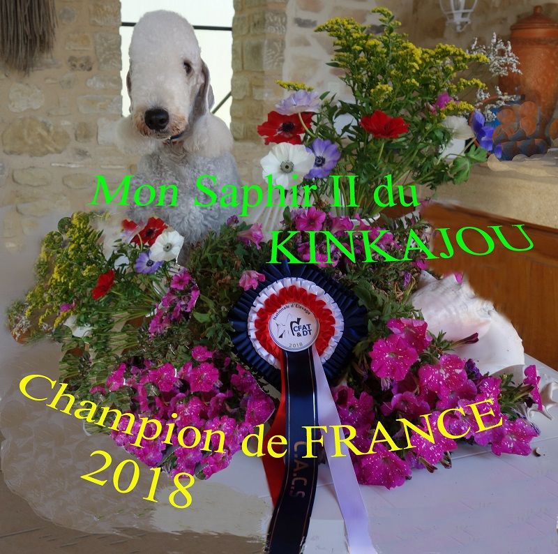 du Kinkajou - PARIS DOG SHOW 2019