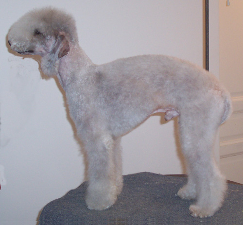 Vicomte du Kinkajou