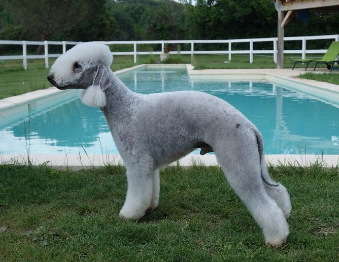 CH. Mon saphir 2 du Kinkajou