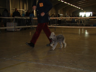 du Kinkajou - RÉSULTATS CACIB DE BÉZIERS 23 01 2011