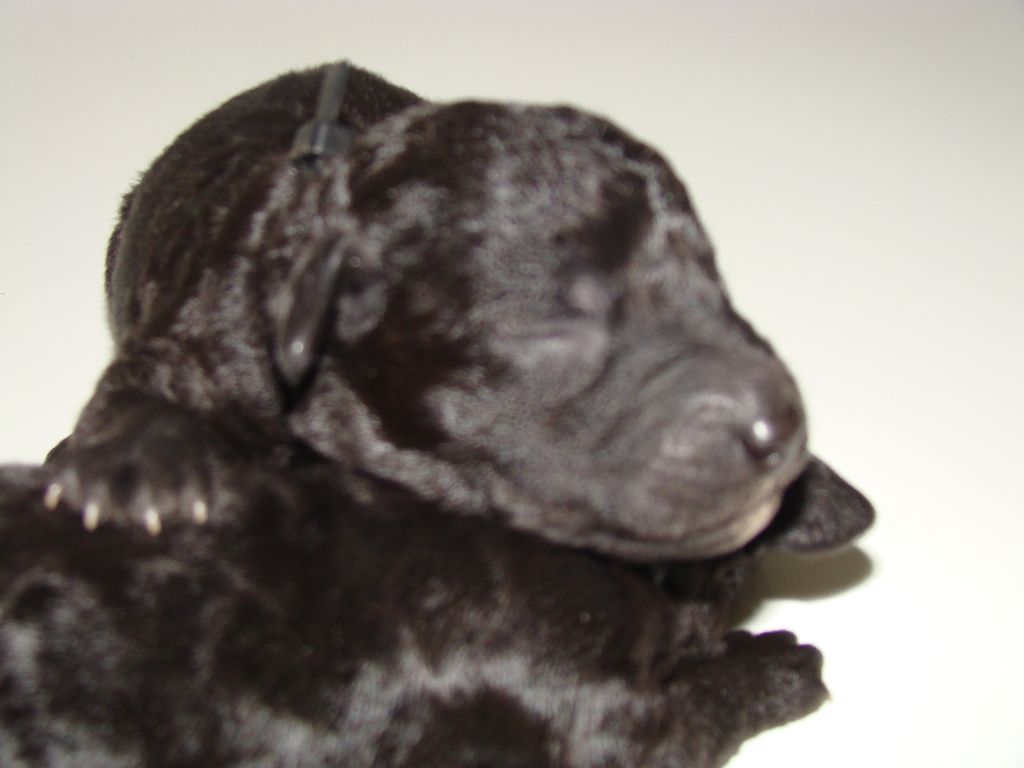 du Kinkajou - NAISSANCE CHIOTS 09 AOÛT 2016
