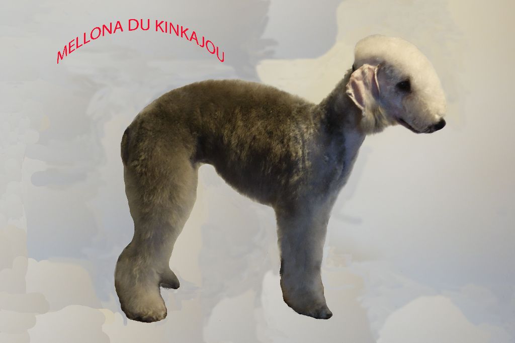 du Kinkajou - EXPOSITION CACS D'ALÈS 01/04/2018