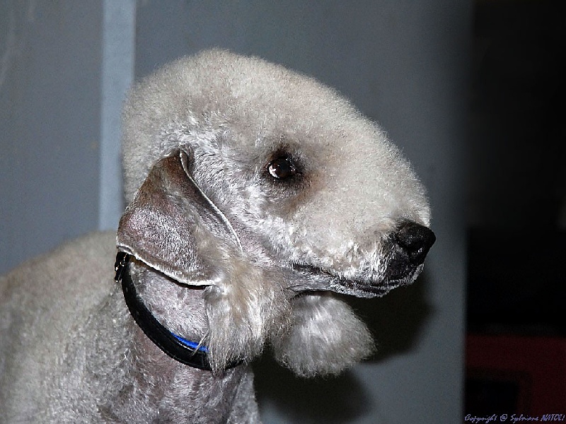 TOUS LES KINKAJOU ET D'AUTRES CHIENS