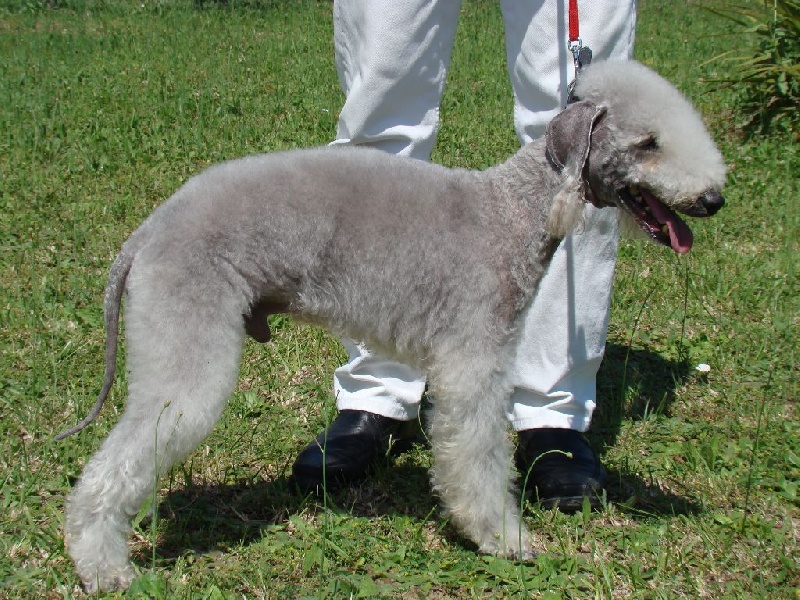 du Kinkajou - Bedlington Terrier - Portée née le 09/08/2016